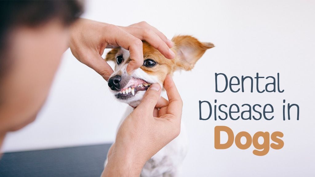 Dental Disease in Dogs: Symptoms & Prevention Dental Disease in Dogs: Symptoms & Prevention